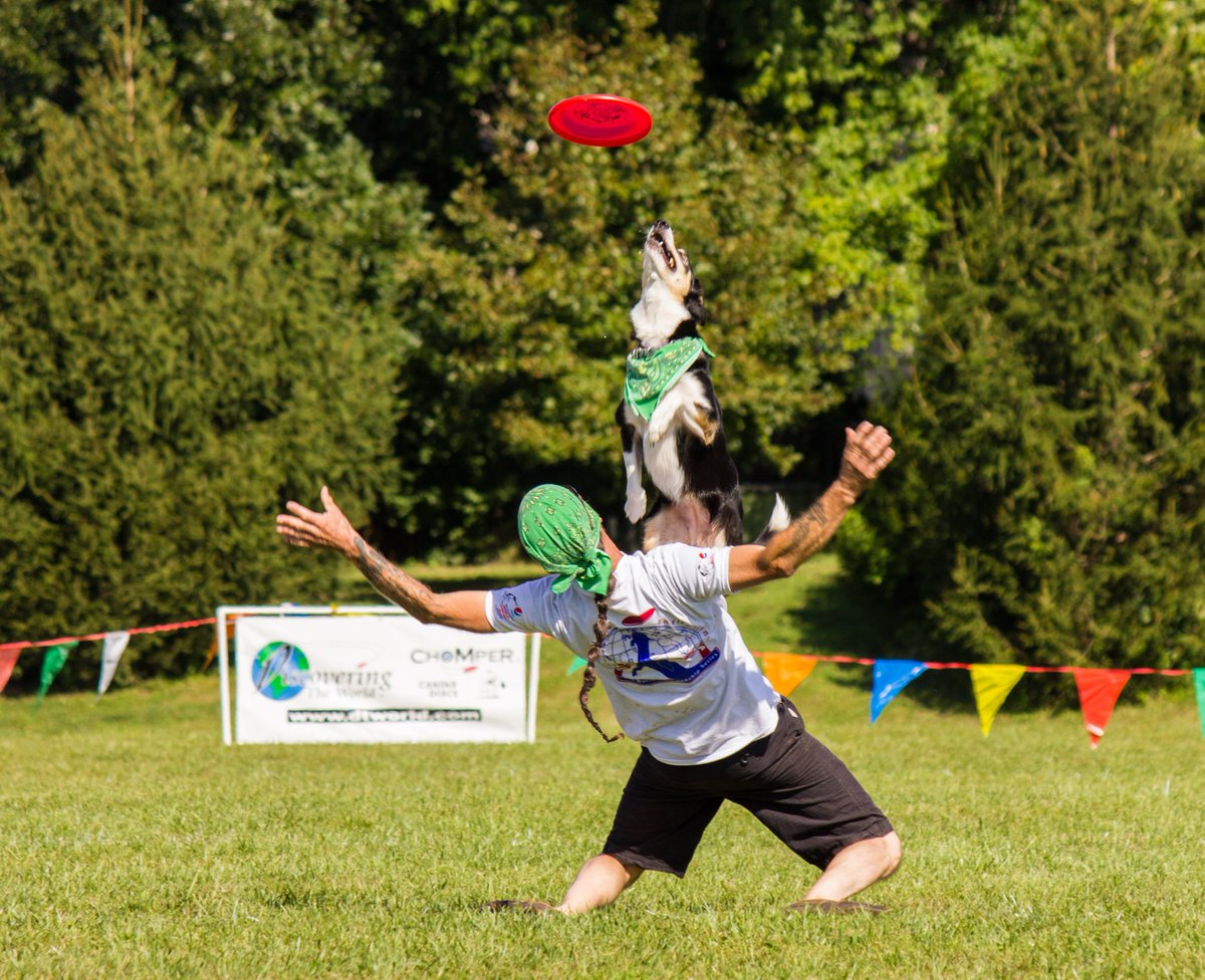 JLopezmedia's tweet image. the 2016 Ashley Whippet World Championships #photography #AshleyWhippet #whippet #AWI