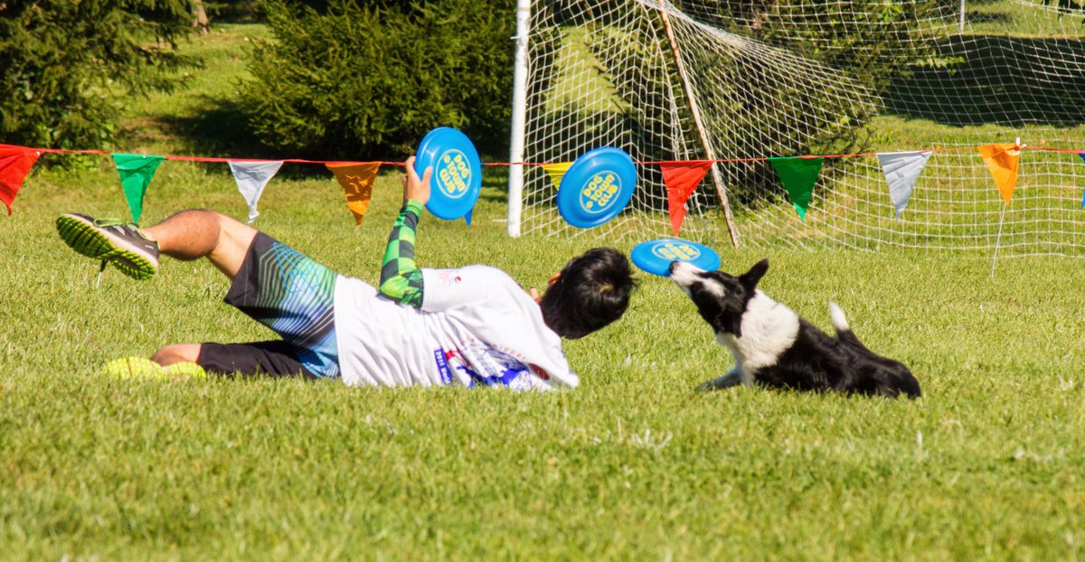 JLopezmedia's tweet image. the 2016 Ashley Whippet World Championships #photography #AshleyWhippet #whippet #AWI