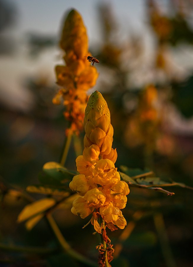 Spotted these at Rapides Station on my way to Baton Rouge, but bad light.  On the way back sunset, rewarded with good light and a bonus.