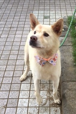 miwa_www's tweet photo. 📣【#千葉市 動物保護指導センター 】

◉新しい飼い主さんを待っている犬たちの情報！
☎043-258-7817

★写真は一部です。

情報はこちら
☞https://t.co/qk18nyQPPg …
#里親募集　#保護犬　https://t.co/9NWd2GBmAB
