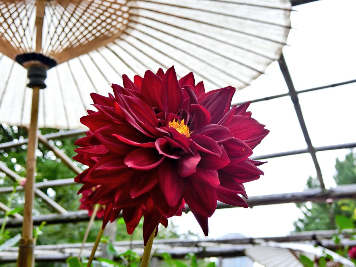 Masahiko Twitterren 上野東照宮のダリア展に行ってきました 花も綺麗で 花の名前や咲き方の名前に惚れ惚れしました 恋歌 夢睡蓮 黒蝶 桜女王 君待坂 どれも素敵な名前だなあ ダリア 写真好きな人と繋がりたい Masahiko Twitterren 上野東照宮のダリア展に行ってきました 花も綺麗で 花の名前や咲き方の名前に惚れ惚れしました 恋歌 夢睡蓮 黒蝶 桜女王 君待坂 どれも素敵な名前だなあ ダリア 写真好きな人と繋がりたい