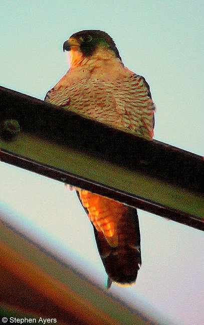 Walthamsteve's tweet image. Female peregrine falcon at sunset, on a pylon at #Walthamstow #Wetlands @WildWalthamstow on Monday at 6pm #londonbirds