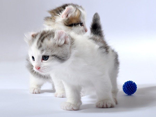 worldcat333's tweet photo. 【アメリカンカール】アメリカ産の猫。耳が後ろにカールしていることから、この名前が付いている。ただ、カールした耳を触りすぎると耳の内部にある軟骨を傷つけることがあるので、注意が必要です。https://t.co/A5nSXLuoIj #動物好きと繋がりたい #猫好きさんと繋がりたい