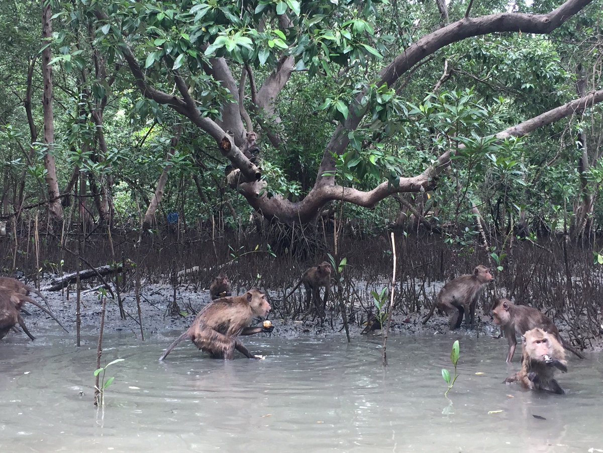 ChantanaH's tweet photo. ปลูกป่าชายเลน บ้านคลองโคน สมุทรสงคราม a lot of fun! #FH4inclusion #FHBKKmuddyday https://t.co/JY4Zx5Vpyo