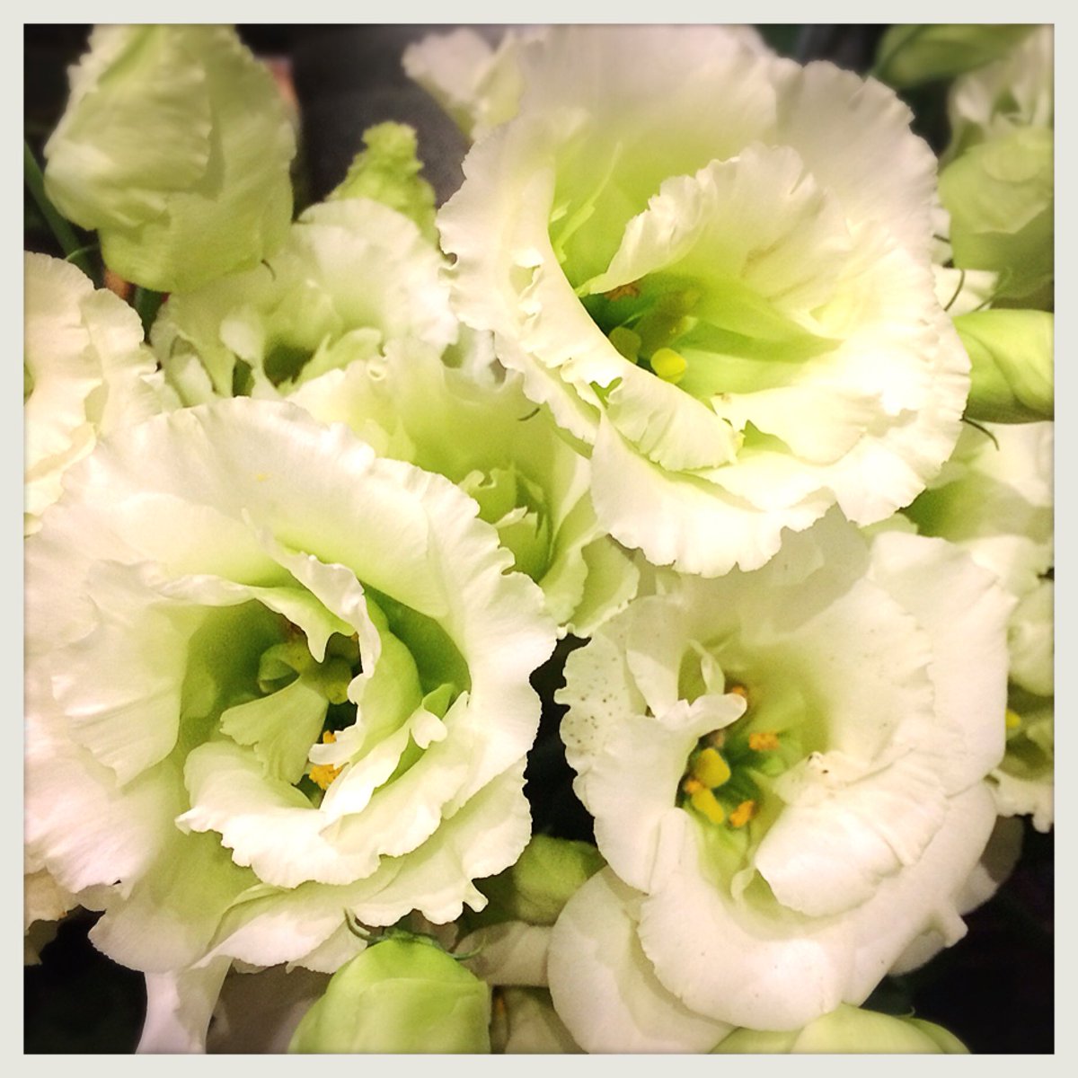 シーズンハーツ V Twitter 本日のお花 トルコキキョウ 品種 レイナグリーン 花言葉 清々しい美しさ 優美 希望 グリーンの トルコキキョウはどんな色にも合わせやすく 花束やアレンジメントをエレガントに魅せてくれます 高級感や大人っぽさを出したい時に