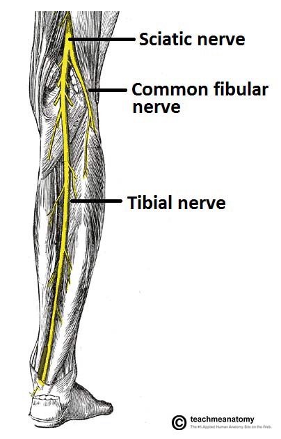 sciatic nerve branches