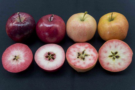 Nieuwe appelrassen met rood vruchtvlees
agf.nl/artikel/147337…