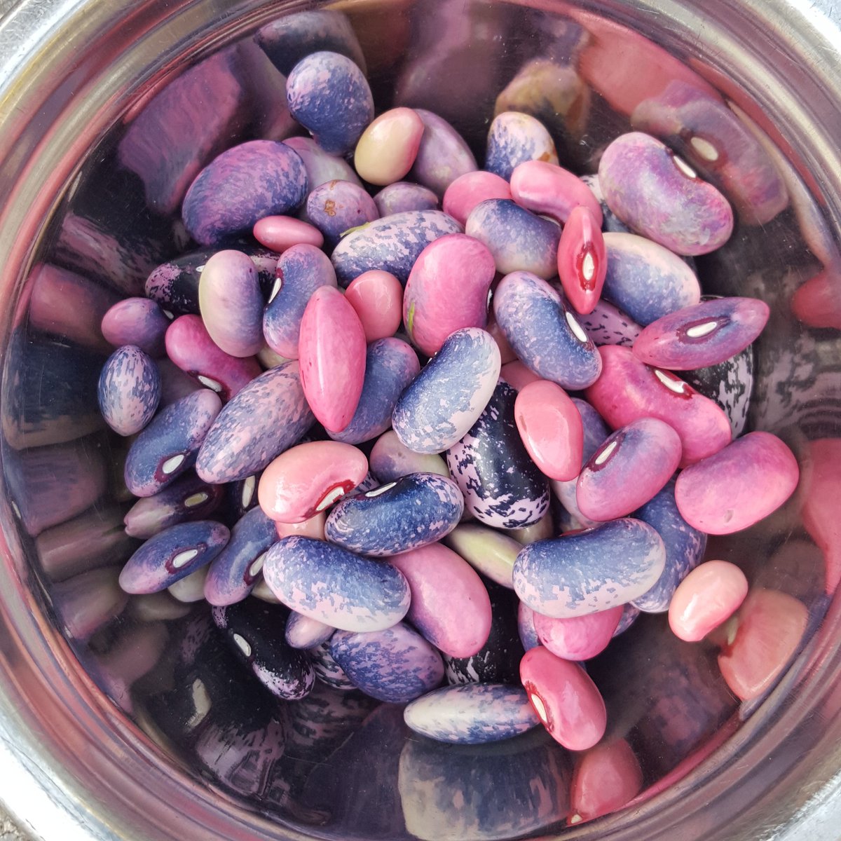Mared88's tweet image. Harvesting our red runner beans for next spring