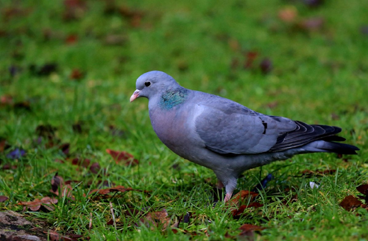 a_london_pigeon's tweet photo. Stock Dove (Columba oenas) in the garden among a flock of Woodpigeons; Kinglassie, Fife#Scotland #Jan2014
📷 Andrew McCubbin. https://t.co/5LxGk4UKYX