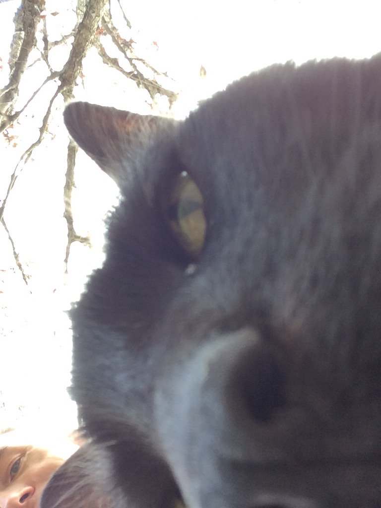 phb256's tweet photo. Selfie with Coaltrain. #backyardcat https://t.co/KVAj6UhClx