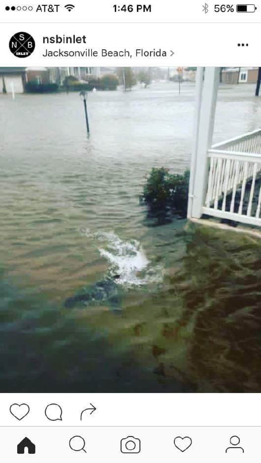 Shark in the street!