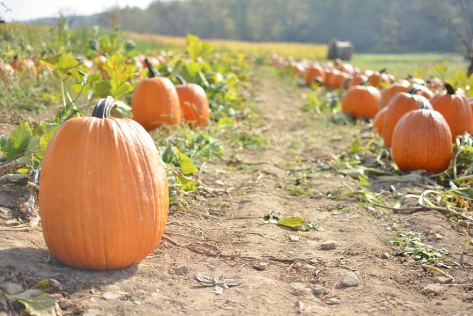 CarShopDotCom's tweet photo. Take a Gourd-geous #SundayDrive to @SchrammFarm for Fall Fest! 🎃 https://t.co/SFgKvMN2DO https://t.co/14GPij4Dum