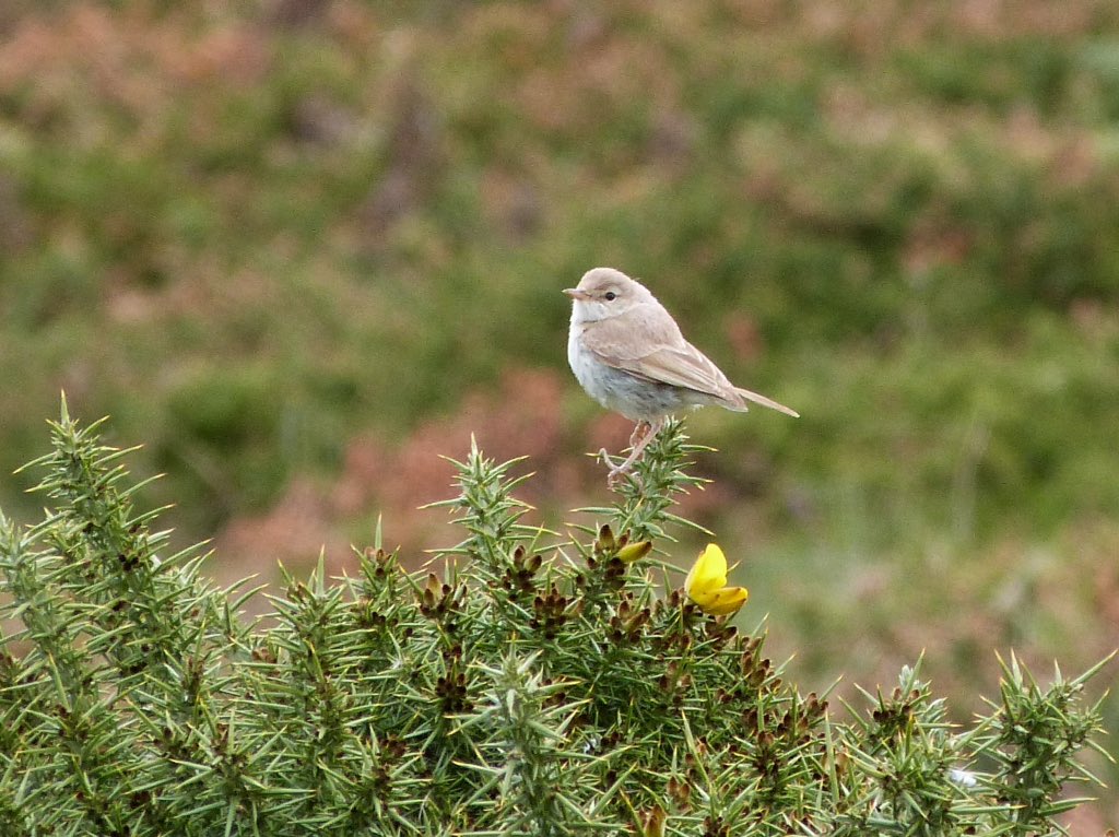 JayneWestmorela's tweet photo. @biggesttwitch Thrilled that #BootedWarbler waited for my day off😉 #GreatOrme birding https://t.co/Z9fBGtetIZ