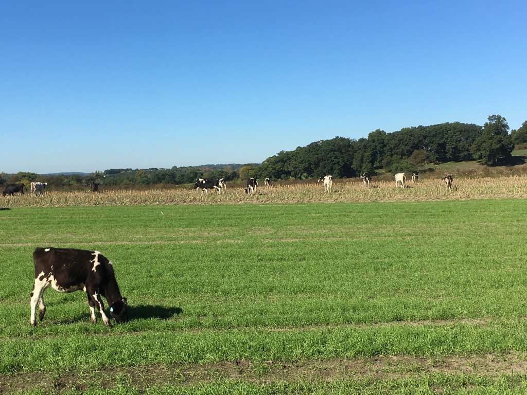 MrsAbbottK1's tweet image. Uh-oh! The cows escaped! #WhoLetTheCowsOut #cowproblems @ThompsonK102