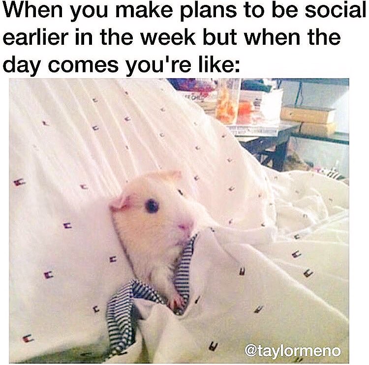 VictoriousShin's tweet photo. Learning to get out of my comfort zone. #ints435 #networking #socializing #imtryingnottobethishamster #introvertproblems https://t.co/WEnBGQ06RI