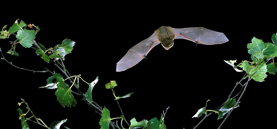 LondonBatGroup's tweet photo. Help bats by making our gardens more wildlife-friendly. Take part in the #WildAboutGardens week 24–30 Oct https://t.co/LI55JJXnsi https://t.co/TBKFJyDeXF