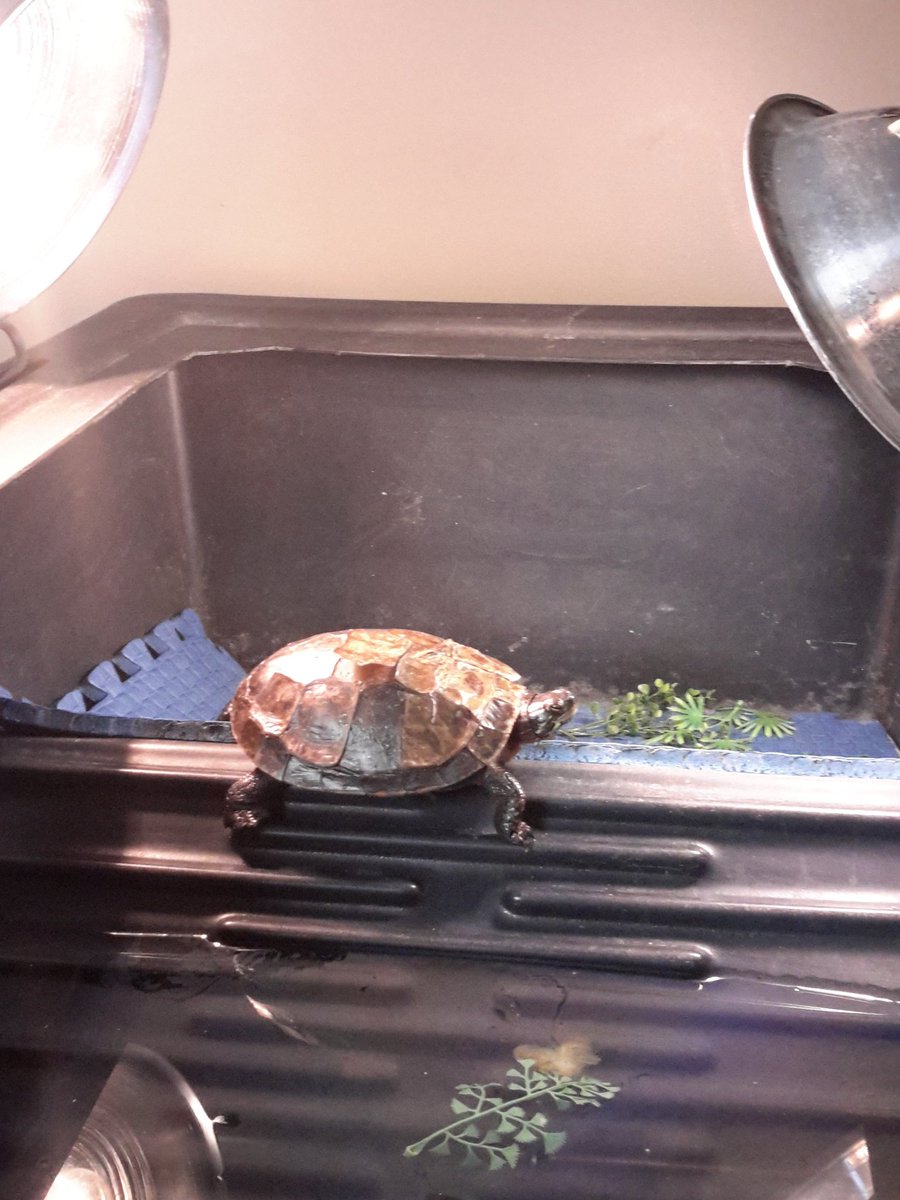 OntarioTurtleCC's tweet photo. Perfect hangout spot. #OTCCatwork #turtletuesday #conservation https://t.co/rMBA97dTsN
