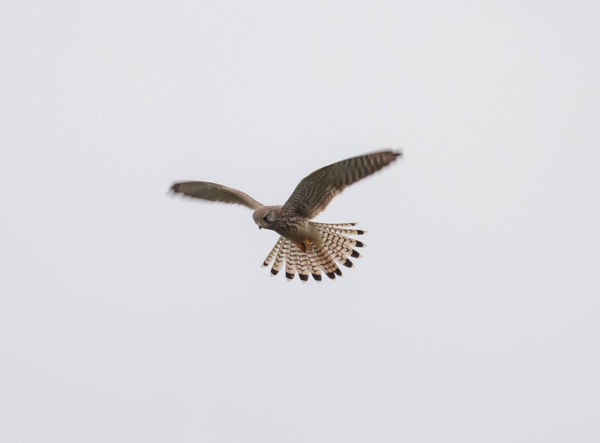 <a href="/SolentBirds/">Solent Bird Studies</a> <a href="/hantsbirdnews/">Hants Bird News</a> <a href="/HantsIWWildlife/">Hampshire & Isle of Wight Wildlife Trust</a> Kestrel hovering <a href="/titchfieldhaven/">Titchfield Haven NNR- Hampshire County Council</a>
