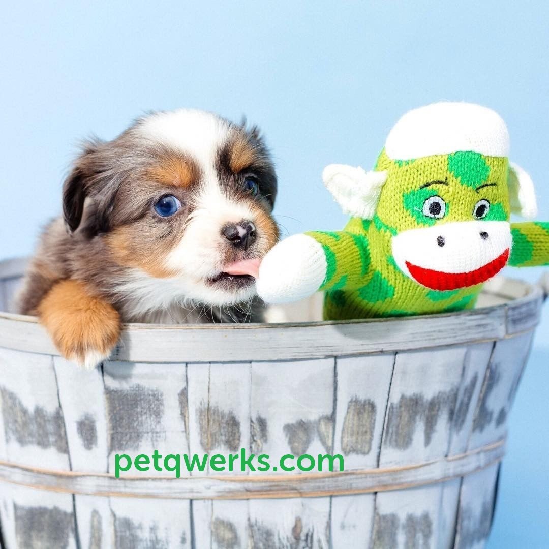 PetQwerksToys's tweet photo. Coz that's what puppies do! #plushtoy #sockmonkey #plushmonkey #dogtoys #petqwerks
https://t.co/TJ5IrZEY0u
PC: @geronimo_mo #aussie https://t.co/GsCYzR8DVG