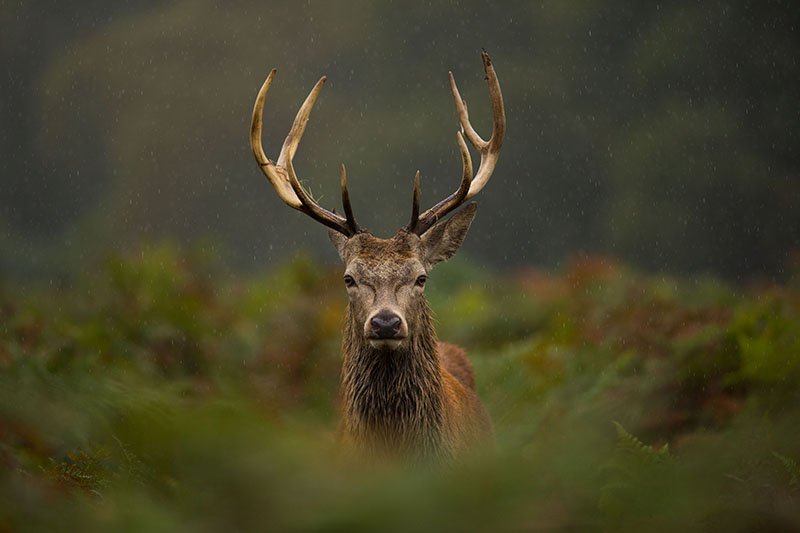 Bad weather got you worried? Try these 7 tips for hunting in the rain: hubs.ly/H04nYsB0