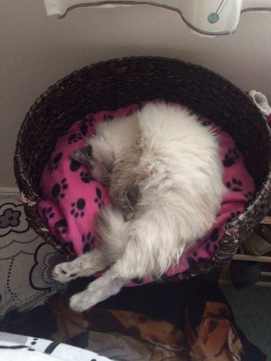 HazelLCottrell's tweet image. It seems I have managed to exhaust my cat by going to #VisionShift today? ;) #CatNappingTogether