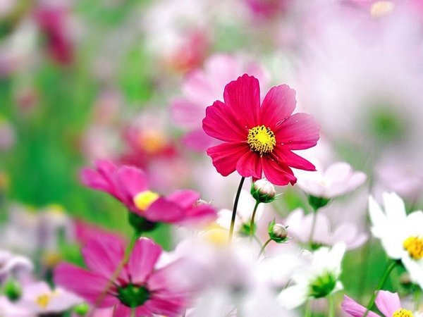 Kendi ışığına güvenen, 
Başkasının parlamasından,  
Rahatsızlık duymaz...