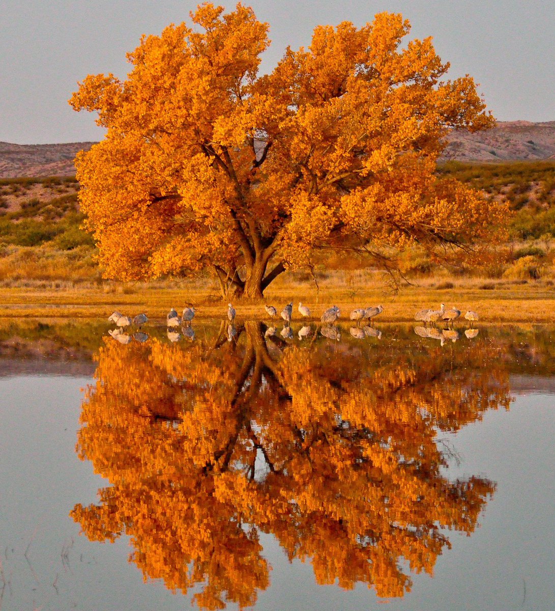 Interior's tweet photo. Fall foliage lights up the lakeshore at Bosque del Apache #WildlifeRefuge by Robert Dunn #NewMexico 🍁🍂 https://t.co/2ttN0J7eOt