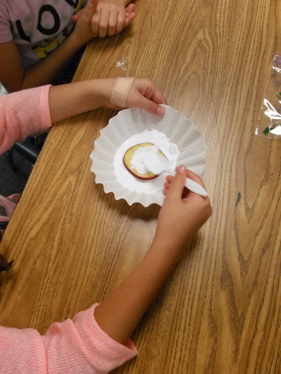 ALPHA 3rd graders mummify apples in conjunction with their study of Ancient Egypt! #misdgt #webblc #AncientEgypt