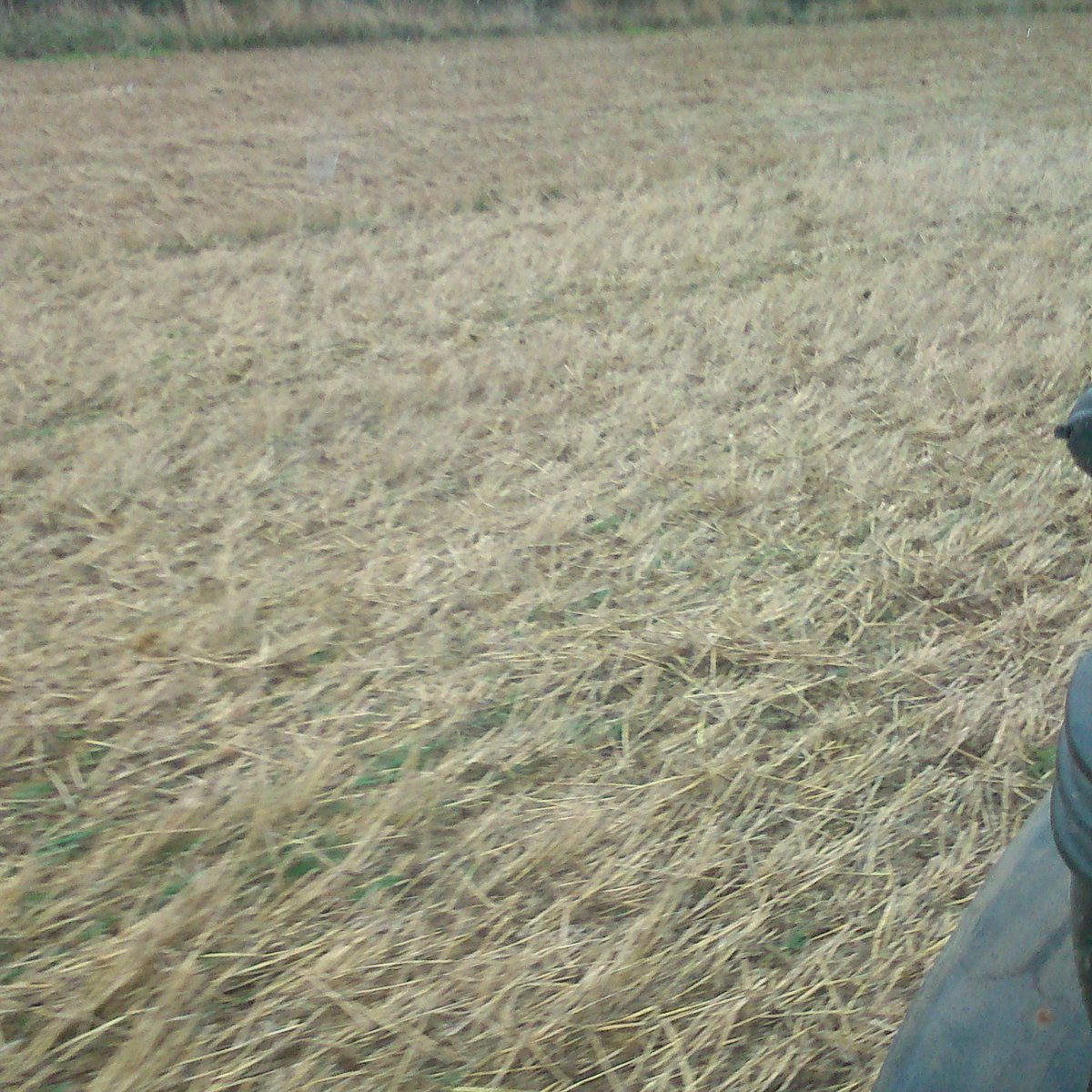 RBoldan's tweet photo. 2nd wheat Belepi into chopped straw with the #Metflow. A few pellets in the furrow and a little something to help it along. https://t.co/5BR0WmmALR