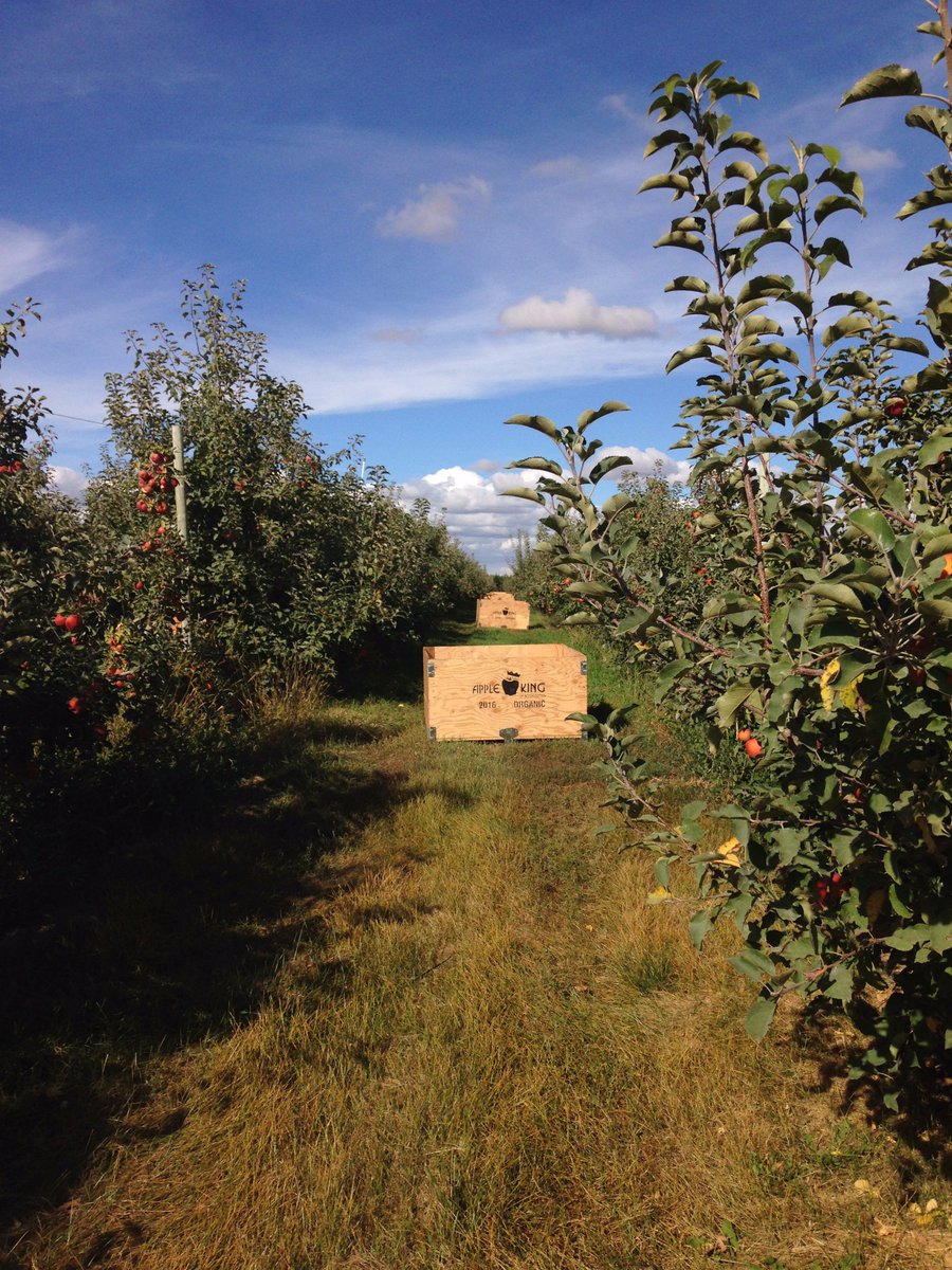 vivatierra's tweet photo. Out in the orchards. #apples #manzana #organictothecore #OrganicFarming #PNW #autumnishere https://t.co/3XRIok7IZ1