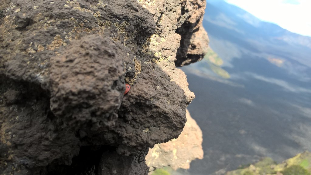 Tiny distraction while learning about Sicily's boiling roof, Mt. Etna. Why does ladybirds enjoy it here so much?