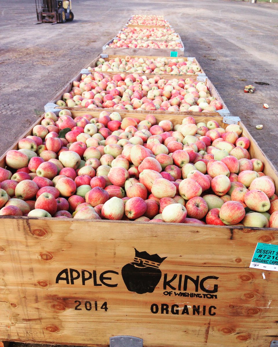 vivatierra's tweet photo. Bins and bins of beautiful Cameo #apples #manzana #applesfordays #workroadtrip #OrganictotheCore #howboutthemapples https://t.co/GPLecDYKFb