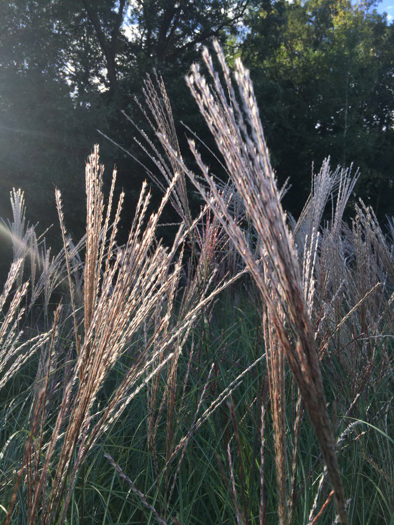 HortusLoci's tweet photo. Miscanthus gracillimus flowers shimmering in the autumn sunshine. https://t.co/GyZ0zViRfR