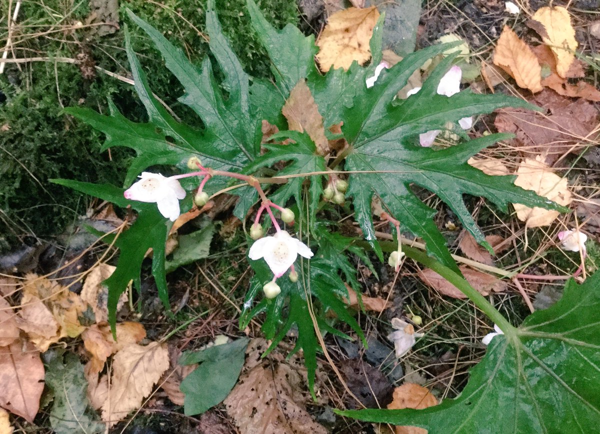 Begonia 'Mishmi Silver', a pretty wild-collected plant from Arunachal Pradesh, NE India, given a cultivar name...
