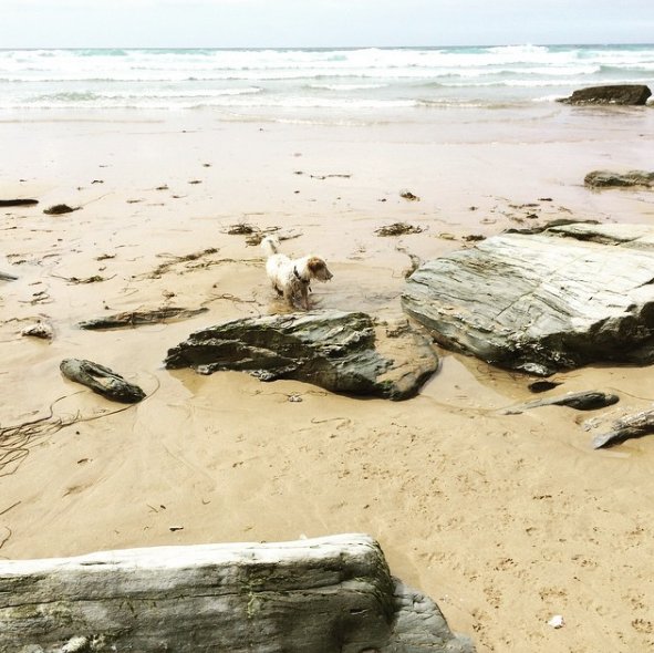 We_are_Cornwall's tweet image. #ExploringCornwall with your four-legged friend this weekend? Why not visit one of these #DogFriendly beaches:  ow.ly/L7Xg304Skwz