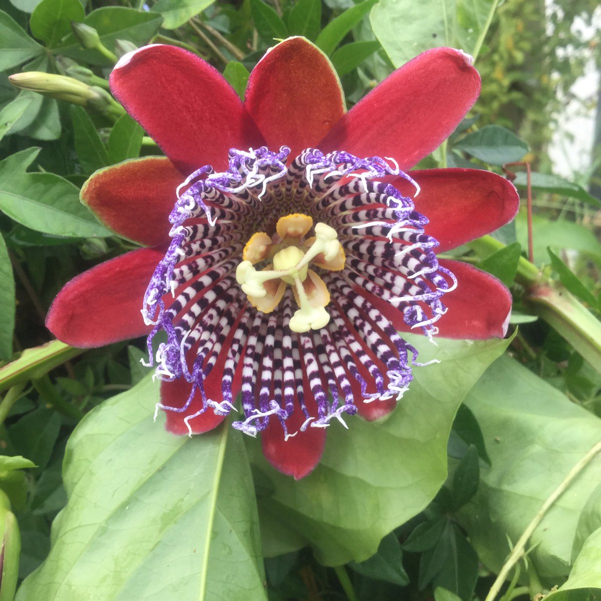 CrossCommonNurs's tweet photo. Beautiful Passiflora alata flowering on the nursery. One of our extensive range of #passionflowers https://t.co/GzzAXXxyuR