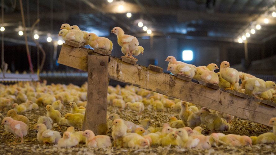 Perdue Farms eliminated all antibiotics from its chicken supply, the first major poultry supplier to do so on.mktw.net/2dZfRiH