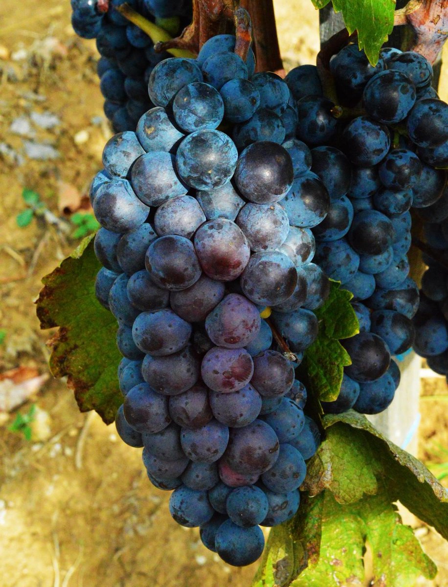 WinesofSerbia's tweet photo. PROGRAM - DAN PROKUPCA 14.10.2016.
https://t.co/tfLNrNwGju 
#wine #ProkupacDay #Serbia https://t.co/RaEqAKIDyx
