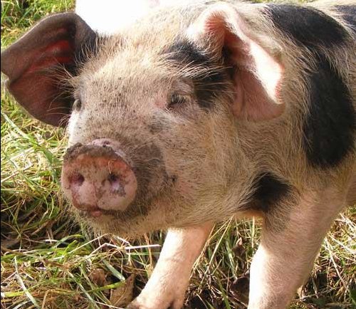 lovenorthdevon's tweet photo. It's #WorldSmileDay and we'd love to know what makes YOU smile about #NorthDevon? #LoveNorthDevon #SmilingPig https://t.co/Z9zPJ7eag0