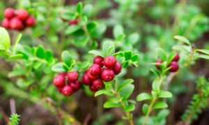 RefineandRenew's tweet photo. Cranberries: Real Juice vs. Juice Concentrate  by Tommy Smith - https://t.co/SfHuUkkKkm https://t.co/u0XDhMQ1J6