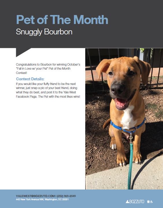 YaleWestApts's tweet photo. Congratulations to Bourbon for winning October's Pet of the Month Contest! #YaleYeah #PetFriendly #Bozzuto https://t.co/2OdT8oEsuw