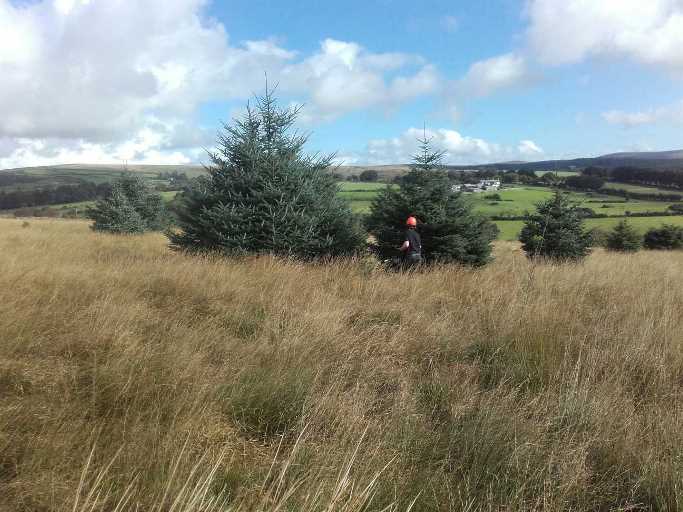 Restoring meadows at DWT Bellever Moor&amp;Meadows on #Dartmoor; non-native Sitka spruce not much good for wildlife so the chainsaws are out!