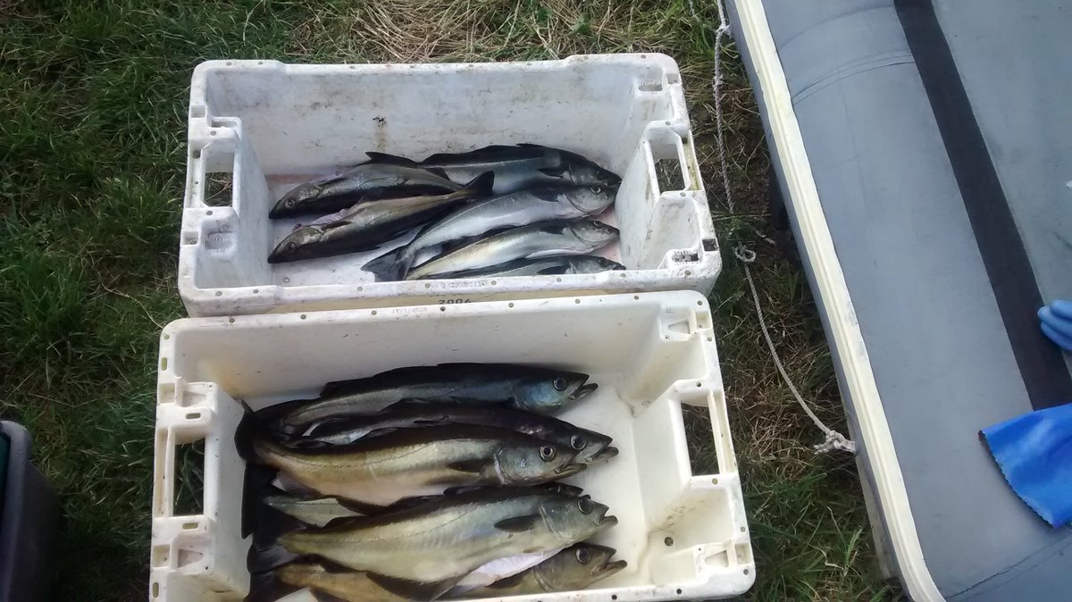 Some nice fish today.  #iona #seafood #lythepollocksaithecoalfish