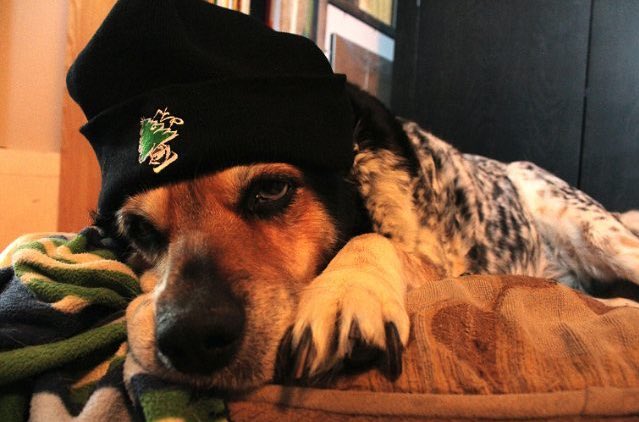 NcpSlc's tweet photo. Belle's ready for #BeanieSeason Available in Black/Gray/NavyBlue/OliveGreen. Also Longer one for the long hair homies 🌲
#naturalcause
#NCP https://t.co/rVbaU25cgy