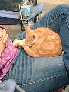 JillKopfer's tweet photo. Being a celebrity is exhausting #catnapsaremandatory #wde16 #celebrate50 #expokitty https://t.co/wzyzpM3ZY0