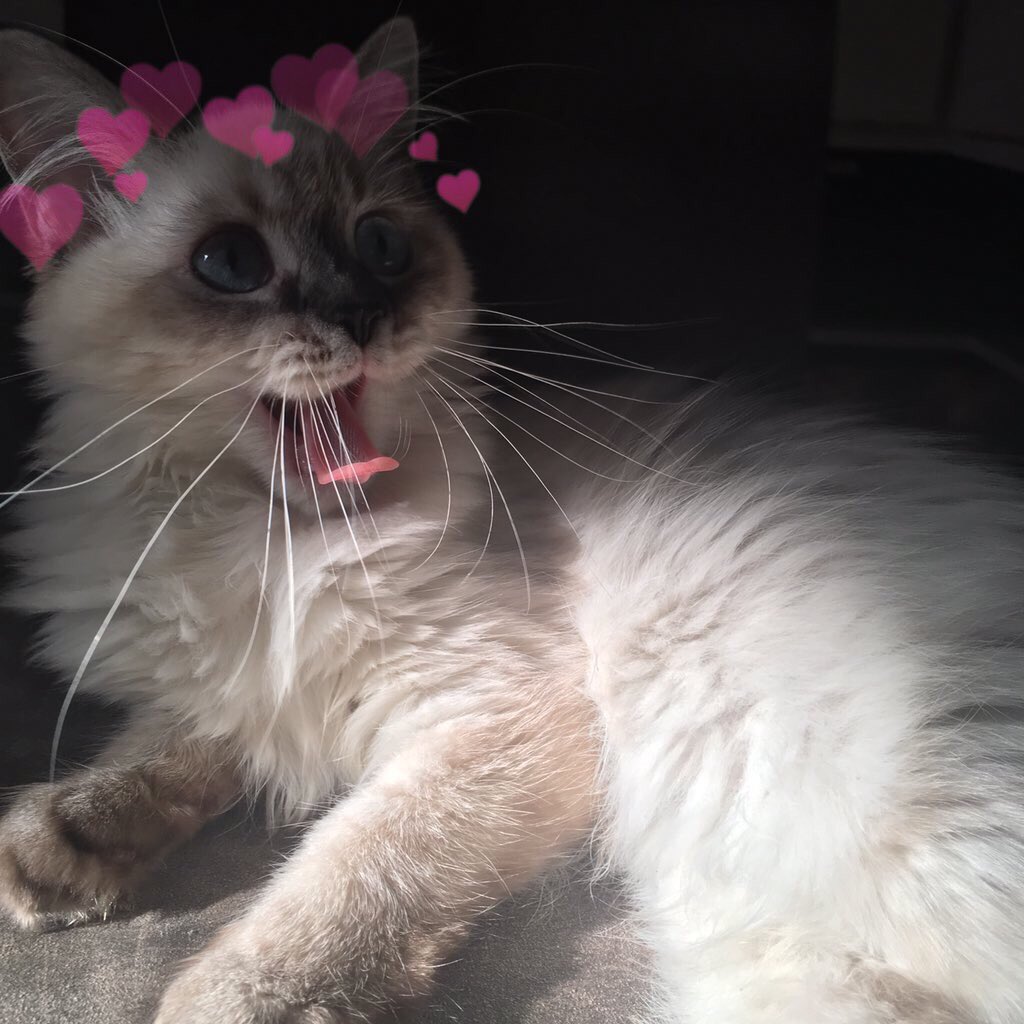 catswithearts's tweet photo. https://t.co/d5iEFDw2ua