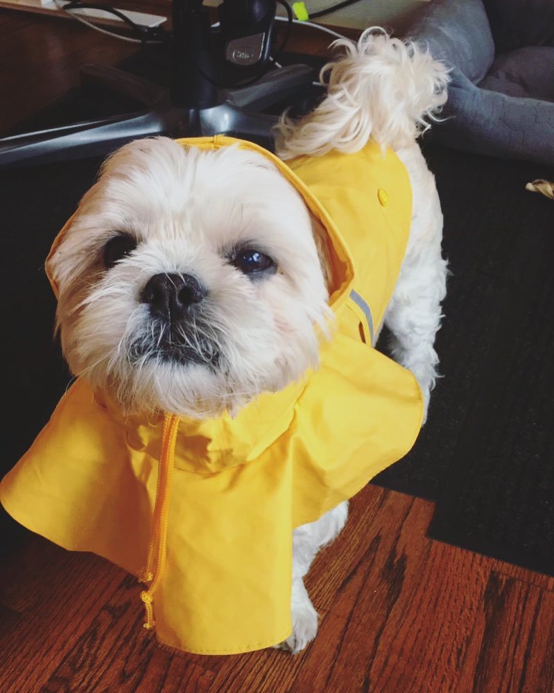 LevelTen's tweet photo. Paddington Parker ☔️#officedog #L10life https://t.co/3Y317SC6oO https://t.co/mRTED2VWpu