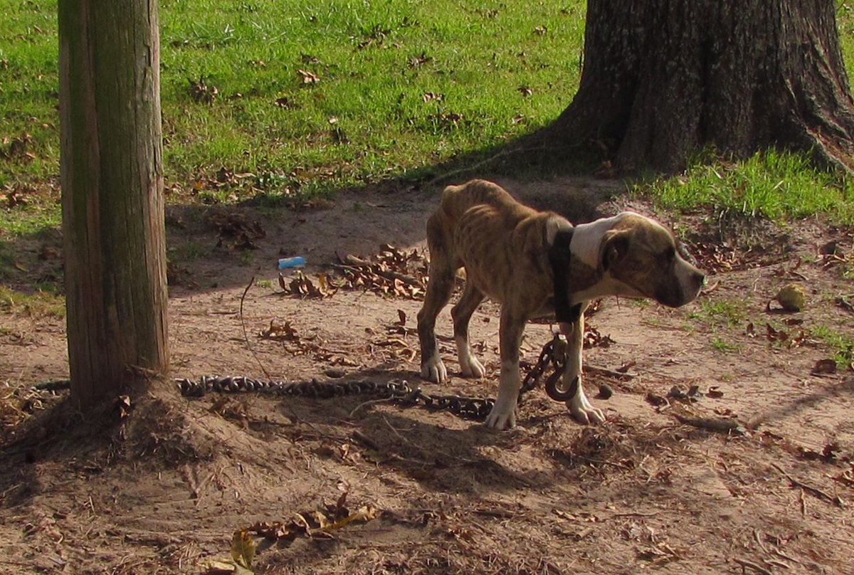 Risultati immagini per American pit bull terrier