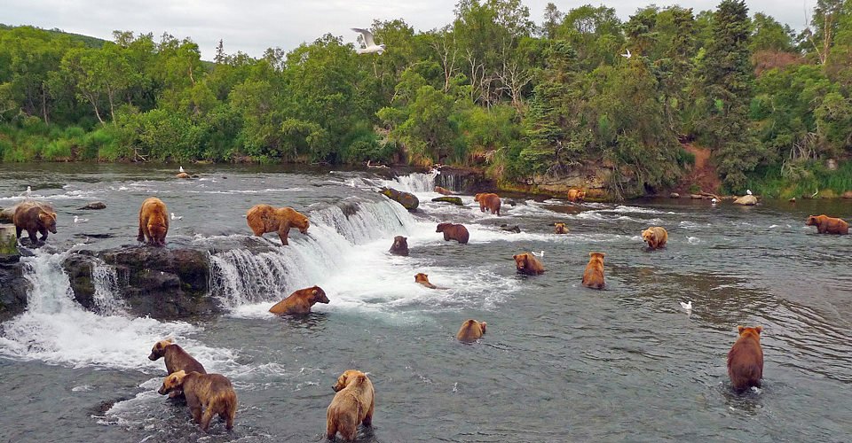 RTGultimate's tweet image. Katmai National Park, Canada