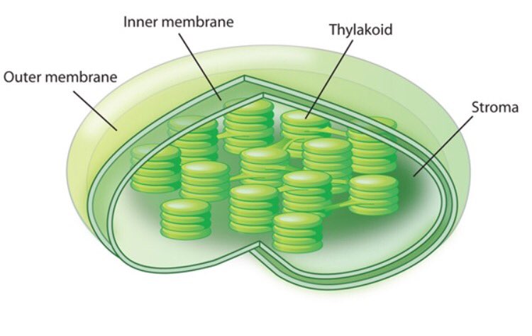 MembraneCell5's tweet photo. Cell Membrane and @chloroplast5th are more iconic duo. https://t.co/pwV9Bd7xIP